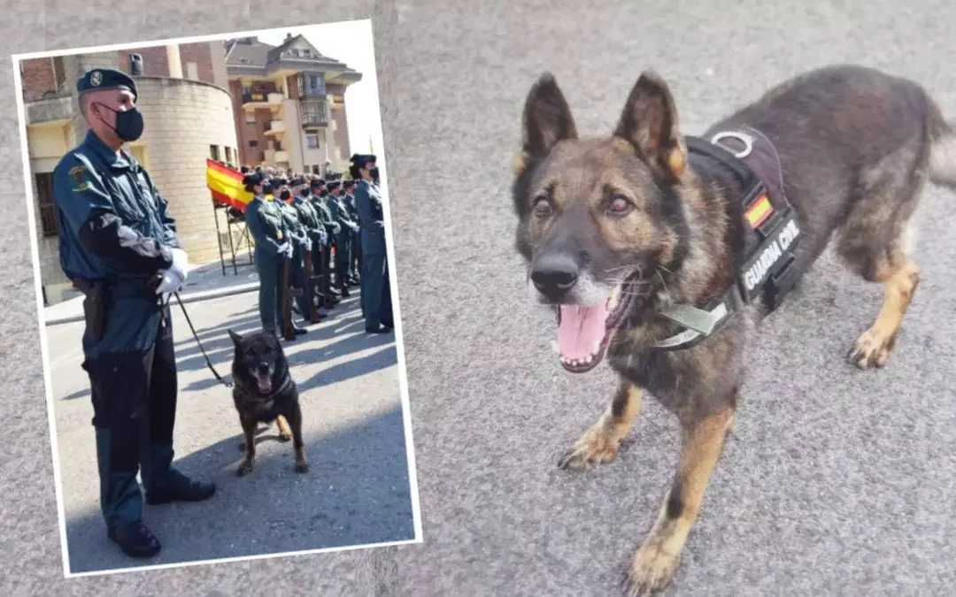 Estos 11 perros policías se jubilan y buscan familias que los adopten