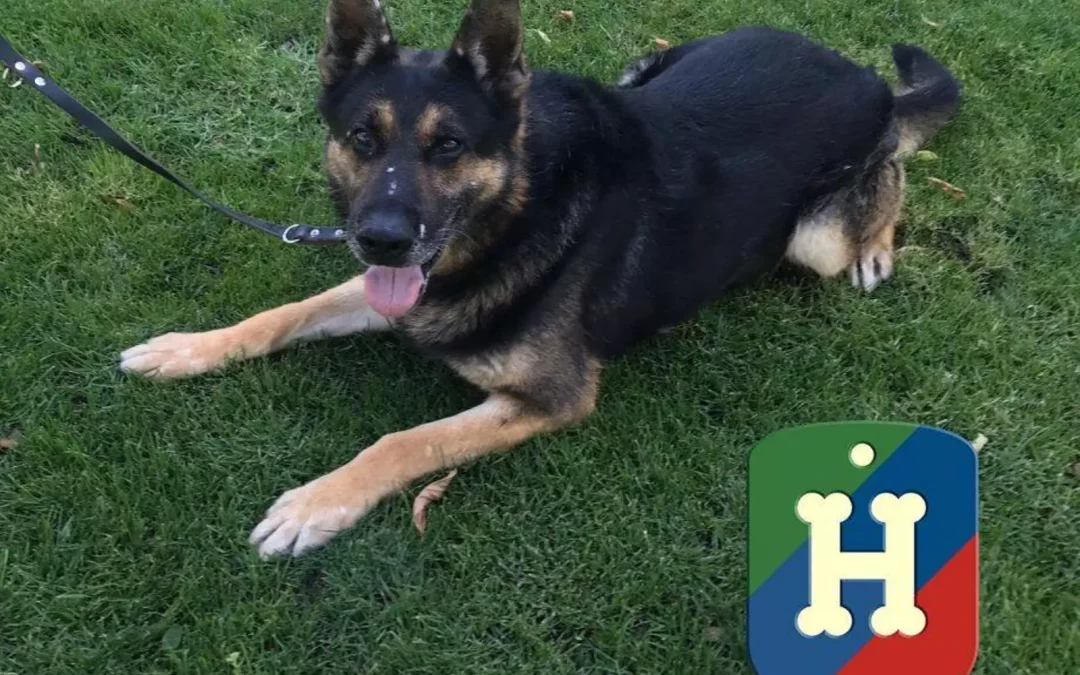 Héroes de 4 patas: así son los perros policía jubilados que buscan una familia