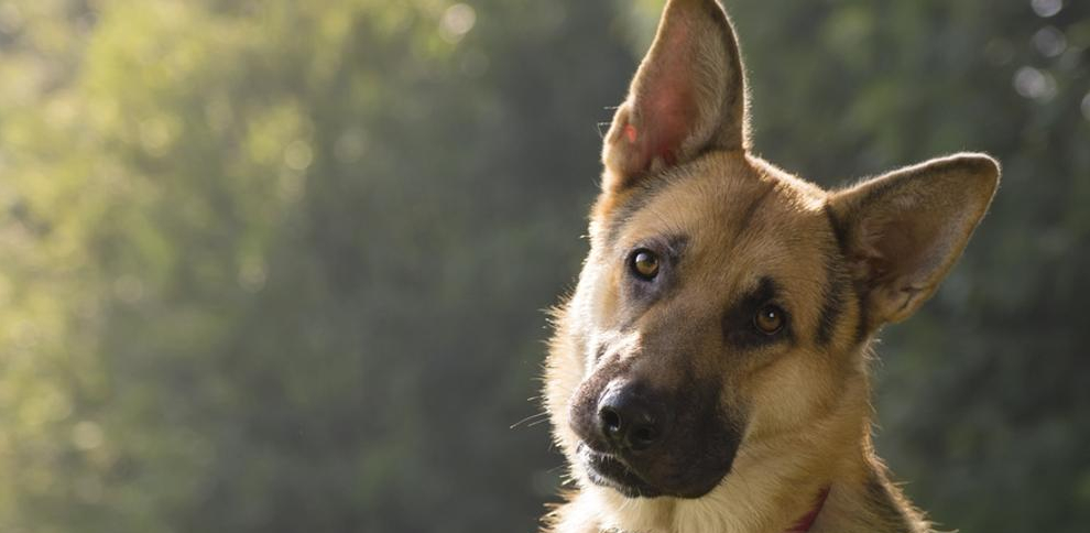 Lo que ocurre con los perros policía cuando se jubilan o no ‘dan la talla’
