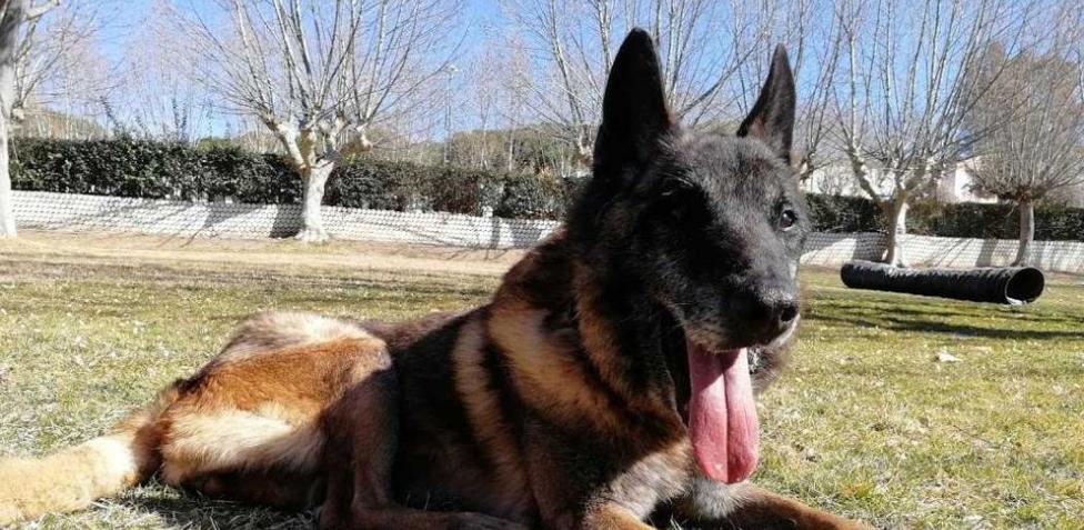 Adiós con honores a Elton, el perro que encontró a Diana Quer y al pequeño Gabriel.