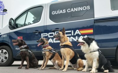 Día mundial del perro de trabajo