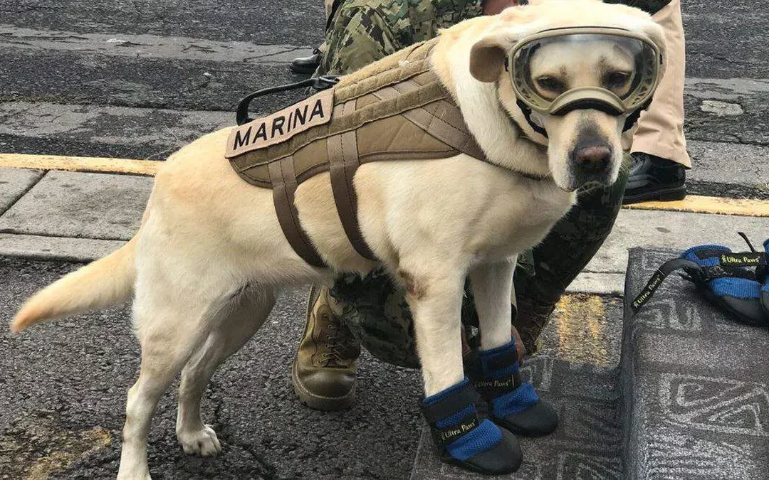 Día mundial del perro de trabajo