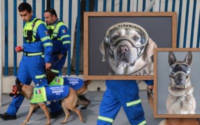 Día mundial del perro de trabajo