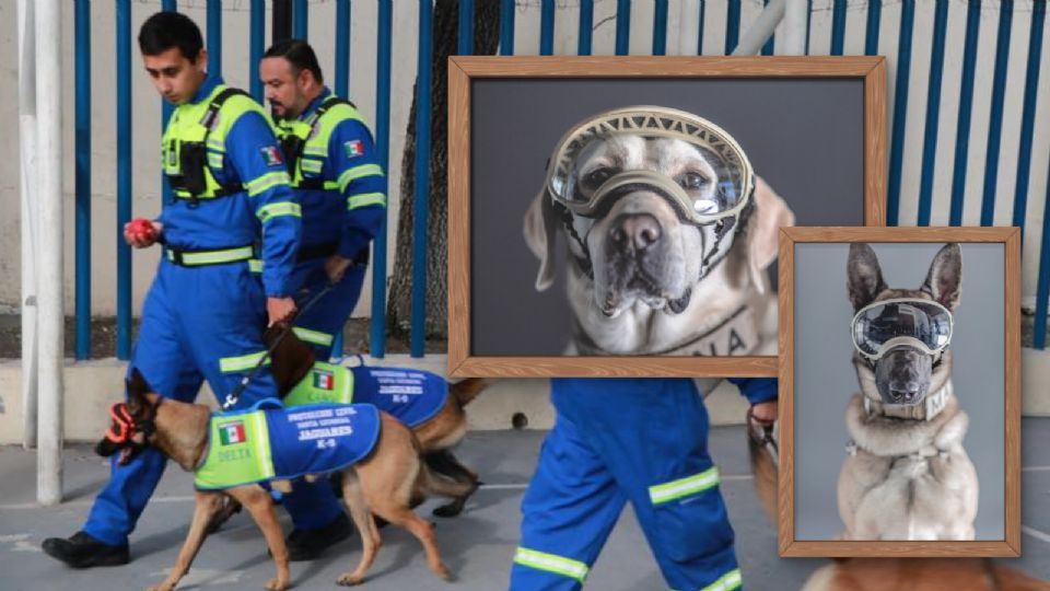 Día mundial del perro de trabajo