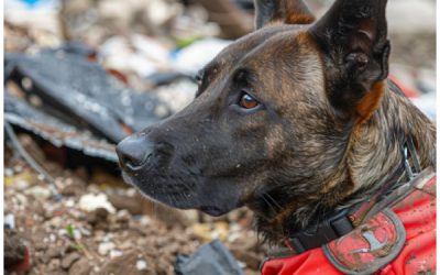 Día mundial del perro de trabajo