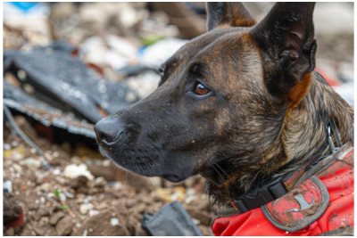 Día mundial del perro de trabajo