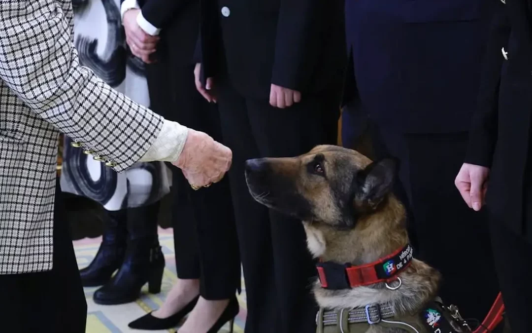 La Reina Sofía abre el Palacio de la Zarzuela a 2 perros jubilados.