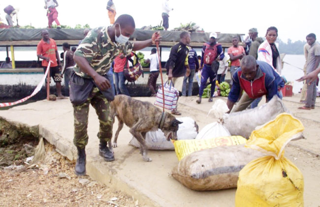 Holly, la perra que luchó contra el tráfico de especies en el Congo, adoptada