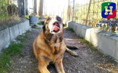 Kira necesita un hogar: una agente canina jubilada busca familia para un merecido descanso