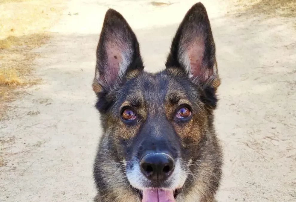 ¿Que pasa con los perros policía que se jubilan?.  Héroes de 4 Patas les ayuda a buscar un nuevo hogar