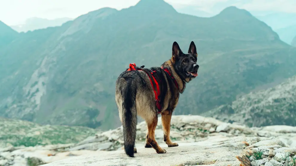 Así es la adopción de los «agentes» caninos jubilados: «No es como en una protectora convencional, el perro te elige a ti»
