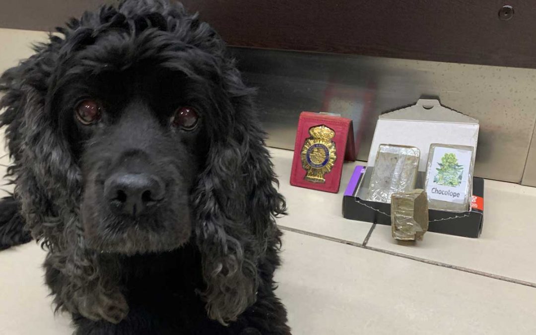 El emotivo mensaje para Lluna, la perra policía nacional que se jubila