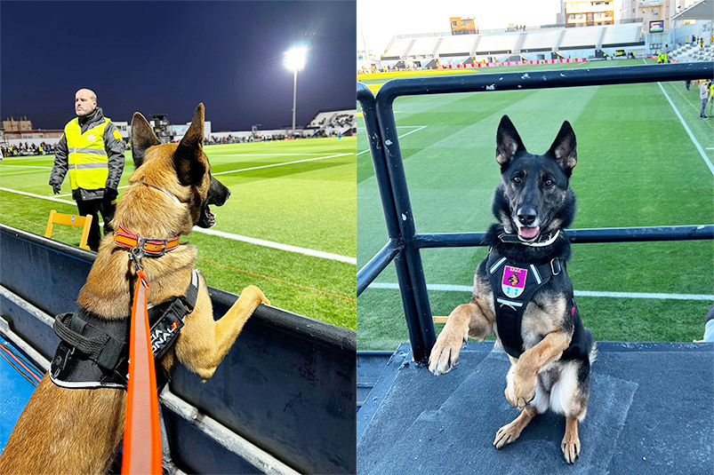 ‘Atila’, ‘Brull’ y ‘Lili’: olfato de seguridad para el partido de Copa ante el Barça